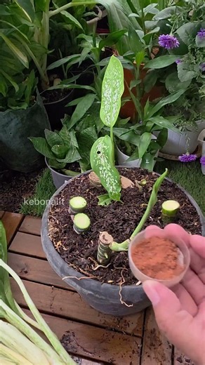 How to Propagate Dieffenbachia (Dumb Cane) Like a Pro! 🌿