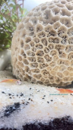 Relaxing underwater world day 20 I build my no filter ecosystem #oceanworld #ecosystem #nofilter