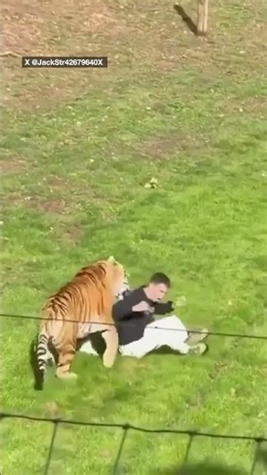 Man dies after tiger attack at wildlife park