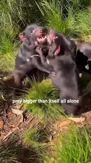 The Most Aggressive Small Animal 😈 | Tasmanian Devil #tasmaniandevil #facts