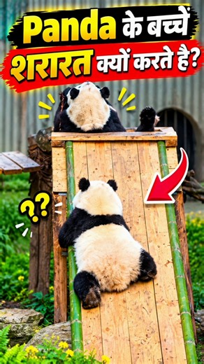 Why Baby Pandas Keep Climbing and Falling! 🐼🤣