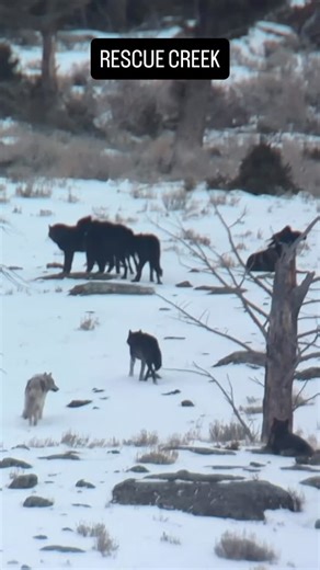 Taylor Rabe 🐺 on Instagram: "The Rescue Creek pack - 16 wolves - 13 black, 3 gray - including a long time favorite of mine, 1273M, a wolf who has been in Yellowstone as long as I have 🫶🏽 1273M was known for causing chaos in his early years, so it’s been so magical to watch him grow, thrive, and stay out of trouble. lots of wolf love going on in this video, enjoy. ALSO - Huge s/o to @montanawild_ for giving me the heads up on the potential of some epic wolf watching - he put in the hard work h