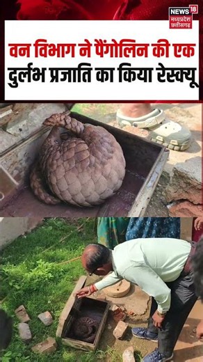 Narayanpur Pangolin Rescue Viral Video : वन विभाग ने पैंगोलिन की एक दुर्लभ प्रजाति का किया रेस्क्यू