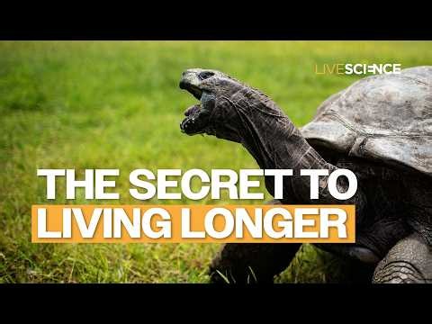 Meet the world's oldest living land animal