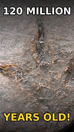 A Facebook Photo Just Found 120-Million-Year-Old Dinosaur Tracks 🦕 #dinosaur #shorts