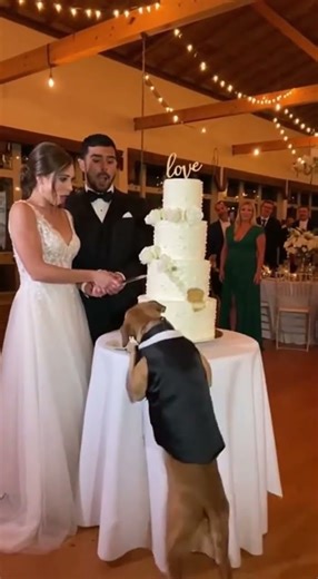 Dog Destroys Wedding Cake!