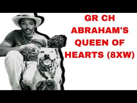 GR CH ABRAHAM'S QUEEN OF HEARTS (8XW) - History Pitbulldog Fighting #apbt #history #dogfight