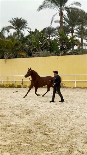 brown arabian horse