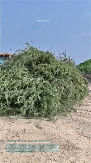 大量の枝葉を押し運ぶホイールローダー：視界を遮るほどの伐採廃材搬送