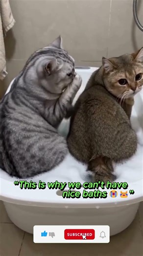 Fart = Instant Slap : BC015 : #shots