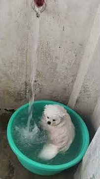 Our toypom puppy dog🐕 toypomeranian puppy snowball playing in water💦🌊 toypom baby toypommaleplaying