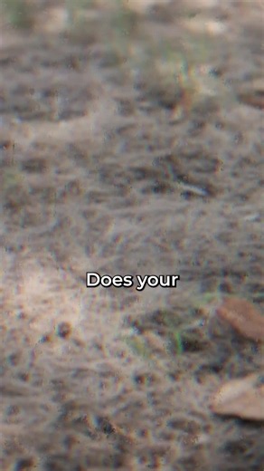 🌱 Does Your Bermuda Grass Look Terrible Right Now? Thatch could be part of the problem. Too much dead grass can block air and space from reaching the soil, making it harder for Bermuda to come back thick and healthy. 👉 Learn more landscaping tips at azlawns.com #PhoenixLandscaping #PhoenixAZ #ArizonaLandscaping #BermudaGrass #LawnCare #Thatch #PhoenixLawn