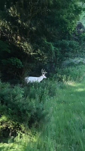 Albino Whitetail Buck with Double Drop Tines: A Rare Find