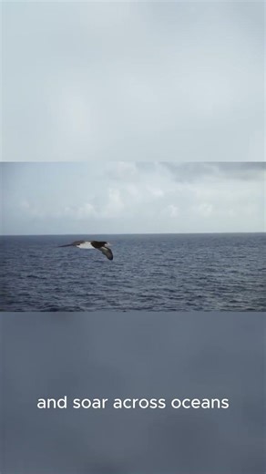 What If Humans Could Fly?