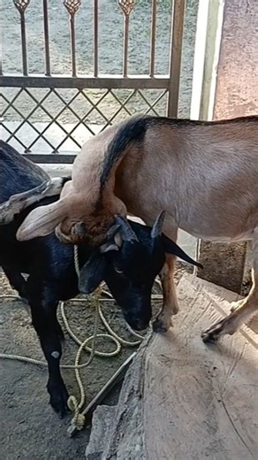 Unusual Goat Fights Be Like... 🥊🤣 #crowdfire #goat #farm #founderspotlight #farmlife #animals
