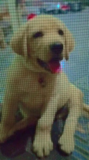 My Labrador Puppy Maddy 🐶 | 86 Days Old | Cute & Happy Puppy Moments ❤️