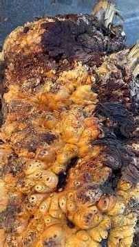 Buckeye burls from California exotic hardwoods