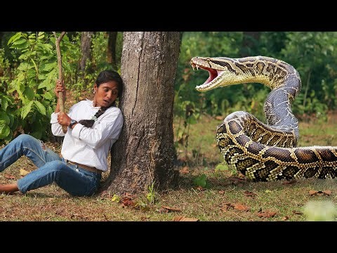 Anaconda Attack snake Brave hunters in forest | An anaconda snake attack story part 26