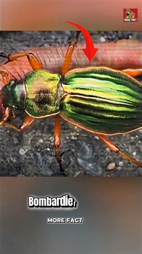 This Insect Explodes to Survive! 😳🔥