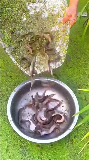 Village life never gets old... fishing like this hits different😍🎣#AmazingCatch#Viral Fishing