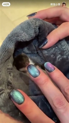 The Tiny Weasel That Never Stops! 🦦😱 | Amazing Animal Facts #Shorts