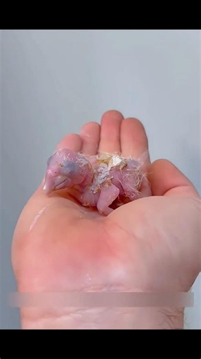 The Journey of a Tiny Egg to a Smart Parrot! 🦜
