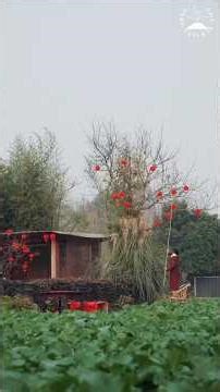 Chinese New Year in the Countryside