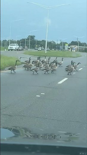 Large Flock of Geese Crosses Busy Road Stopping Traffic