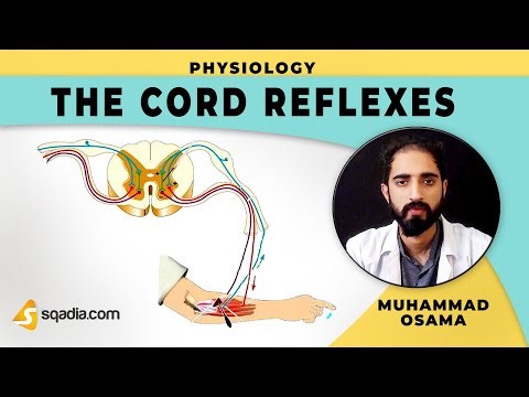 The Cord Reflexes | Introduction