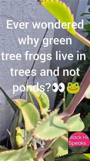 Why Green Tree Frogs Live in Trees 🌳 🐸 (Not the Ground!)