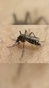 Why Sacramento is releasing millions of mosquitoes this summer