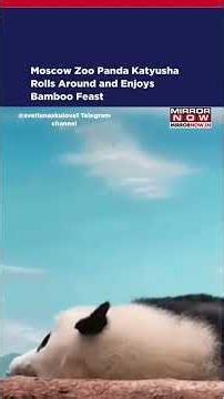 Katyusha the Panda’s Lazy Day Goes Viral! Moscow Zoo’s Adorable Cub Plays & Eats Bamboo | Watch