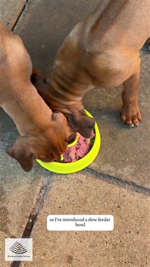My Breeder Decisions Part 22 - Greedy Puppies and Slow Feeder Bowls