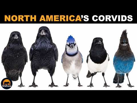 Every Corvid Species in North America Explained