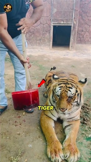 How Tigers Cool Down 🐯🧊