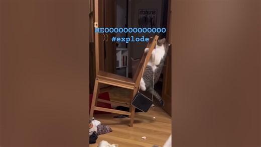 Cat explodes footage #funny #whowillbemylifepartnerta #memes #nothingimposibleinthisworld #nothing