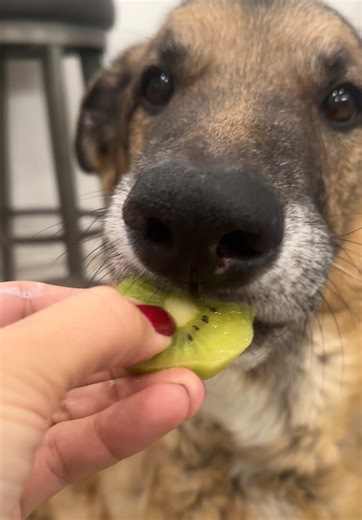 Would you say it was 9 or a 10? #tastetest #fruit #smile #fyp #djangosmiles