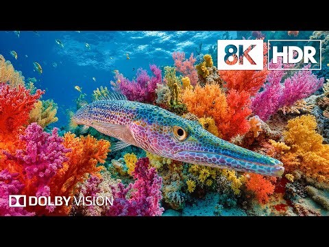 Unseen Ocean Species in 8K HDR | Dolby Vision™