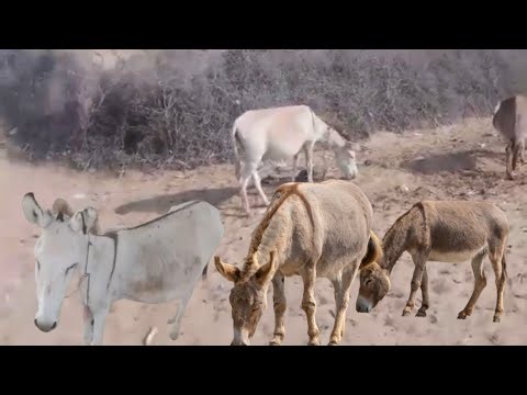 How Cute Donkey Life Moments That Millions Love Watching 🫏❤️ | Amazing Village Life l 4K A RehmanTV