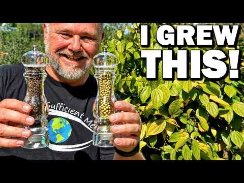 How to Grow and Make Your Own Black & Green Pepper