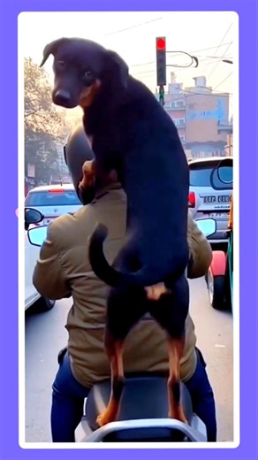 viral funny dog funniest shorts video 😂|#dog #pets #animals #goldenretreiver #funny #shorts #viral