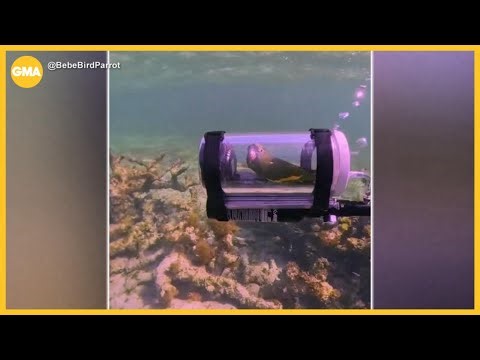 Parrot explores the ocean in DIY submarine