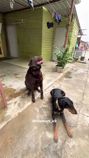 6 Days Morning Obedience Training Off-Leash Control, Jumping & Workout with Max & Brownie🐾#labrador