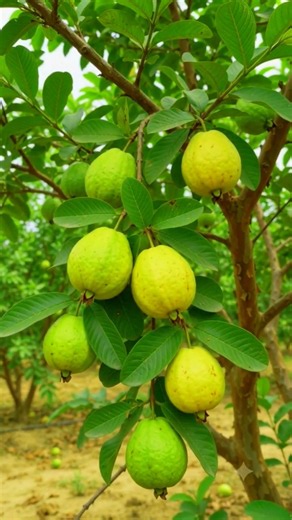 1 Guava to 100s Juicy Guava Journey #shorts