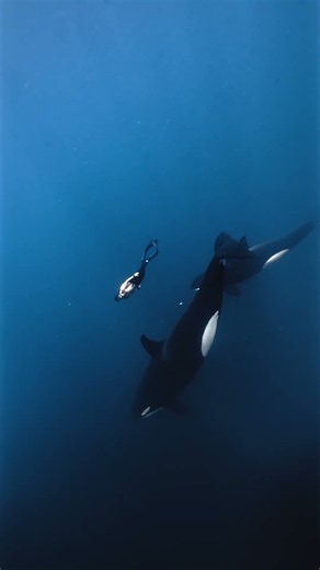 A pod of 7 orcas came to check me out, 20 meters down