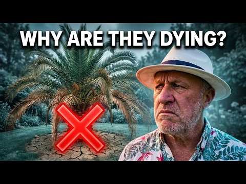 Stop! You are killing your Canary Island Date Palms with these five critical mistakes