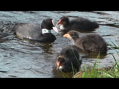 You Won’t Believe These Are Baby Birds😱... Alien Chicks? No — Just Nature