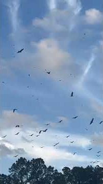 2024年12月 美国新泽西州UFO事件期间 大量鸟类合集