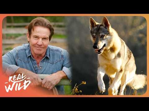 The Wolf's Battle to Reclaim Yellowstone | Dennis Quaid: Saving Yellowstone