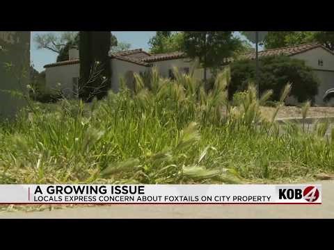 Albuquerque pets pestered by growing foxtail problem